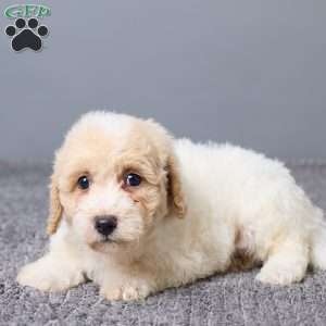 Kenny, Bich-Poo Puppy